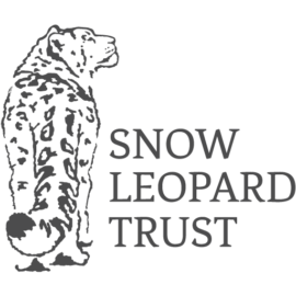 Why this captured snow leopard is exciting researchers