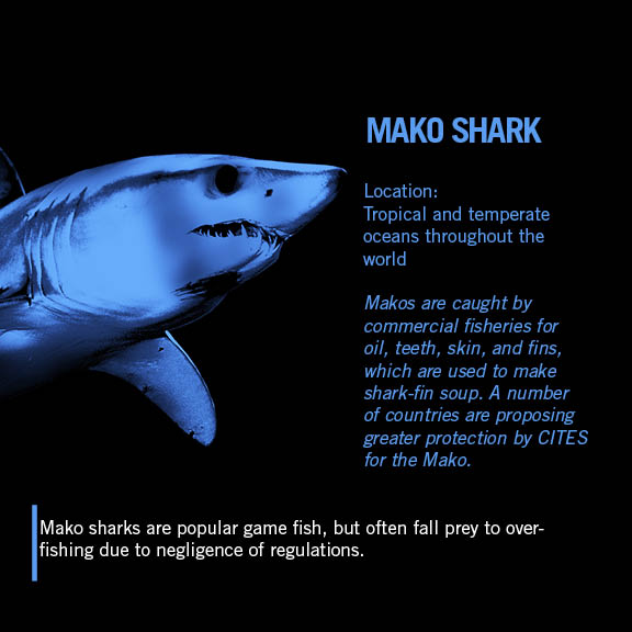 Реферат: Shortfin Mako Shark Essay Research Paper The