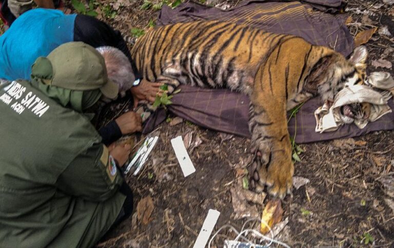 balinese tiger