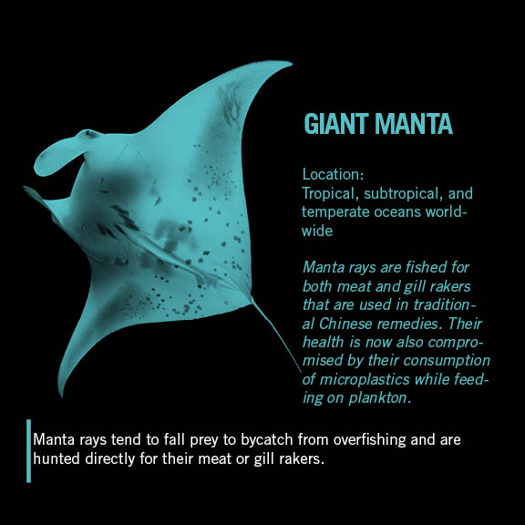 manta-ray-wild-for-life