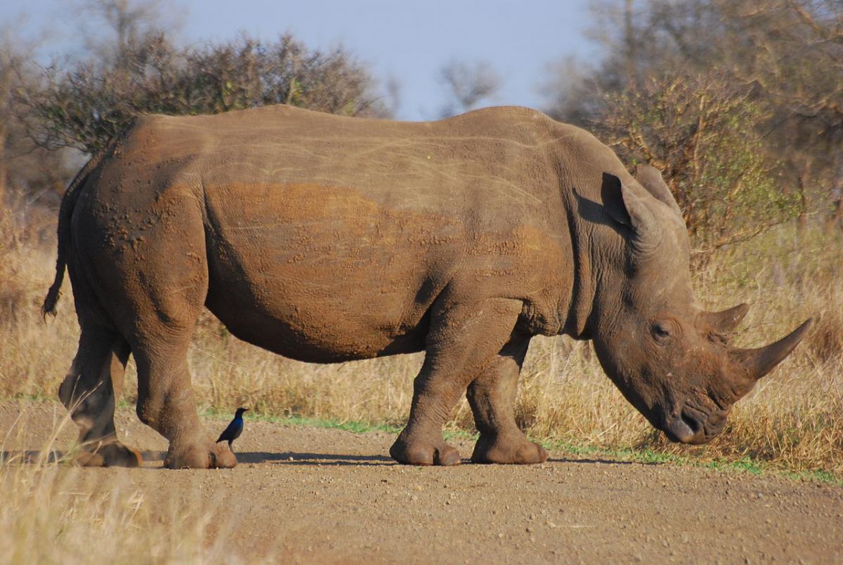 Rhino horn must become a socially unacceptable product in Asia - African  Conservation Foundation