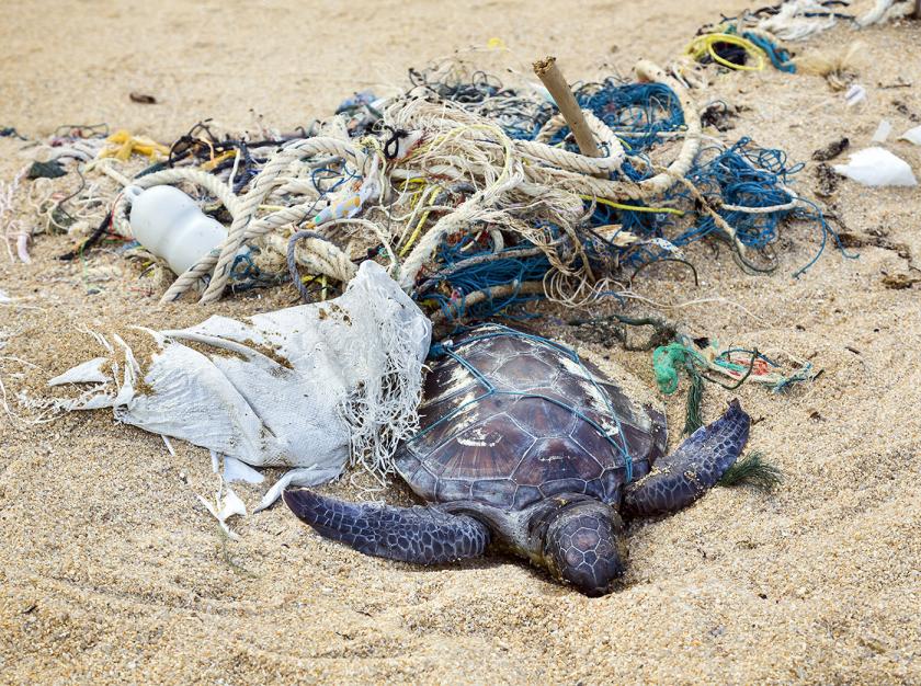 fatal-attraction-turtles-and-plastic-wild-for-life