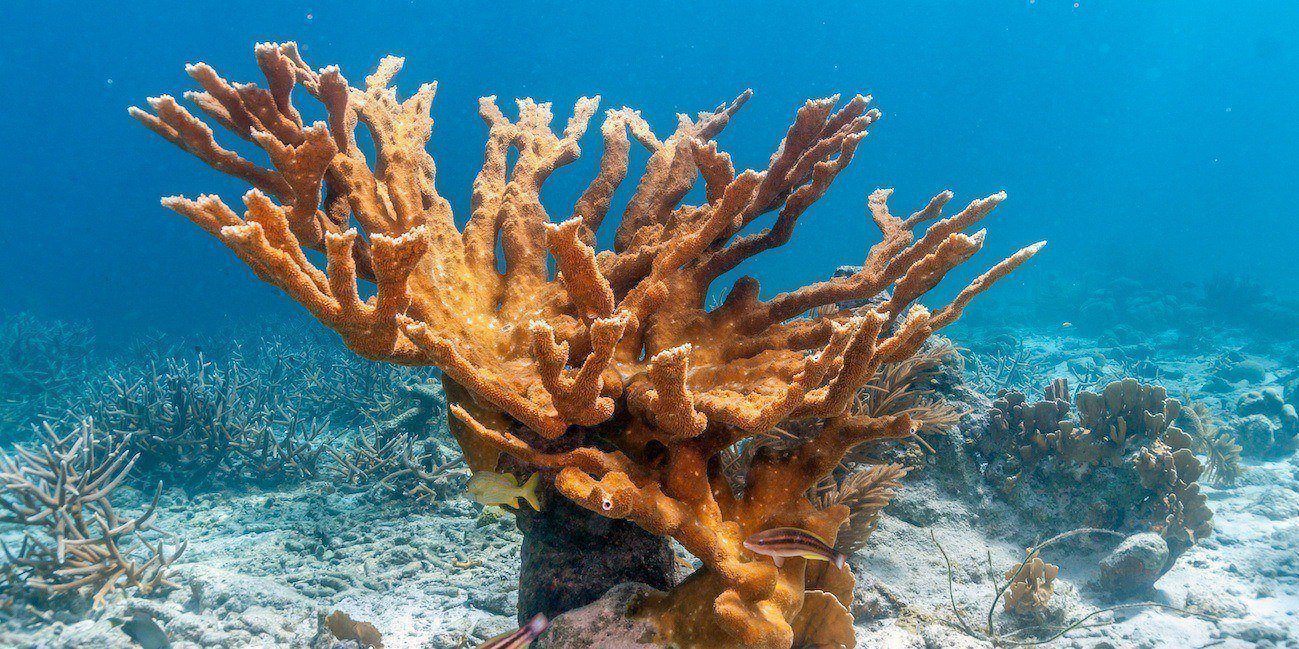 Purple Staghorn coral is one of the species of coral that you'll regularly  see at most of our snorkel sites on the reef. One of the fast