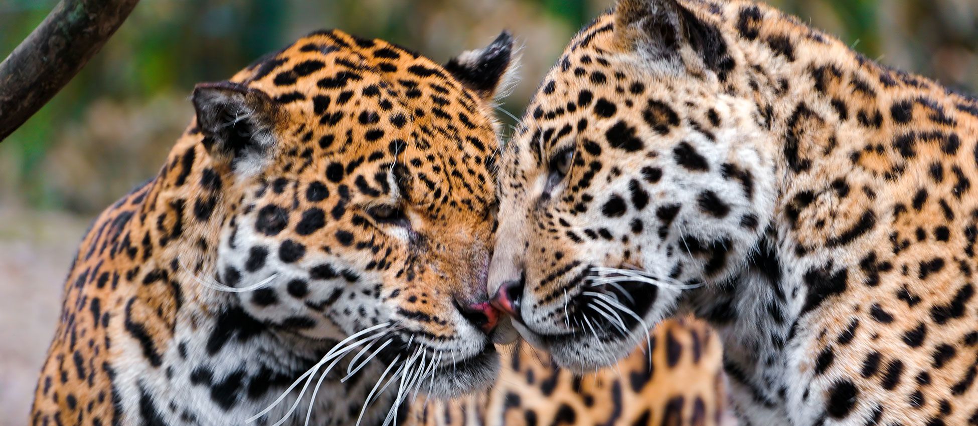 Jaguar Wild For Life