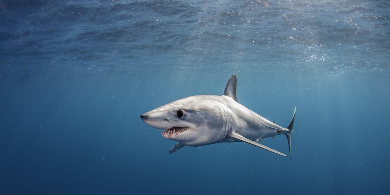 Tiburón Mako | Wild For Life