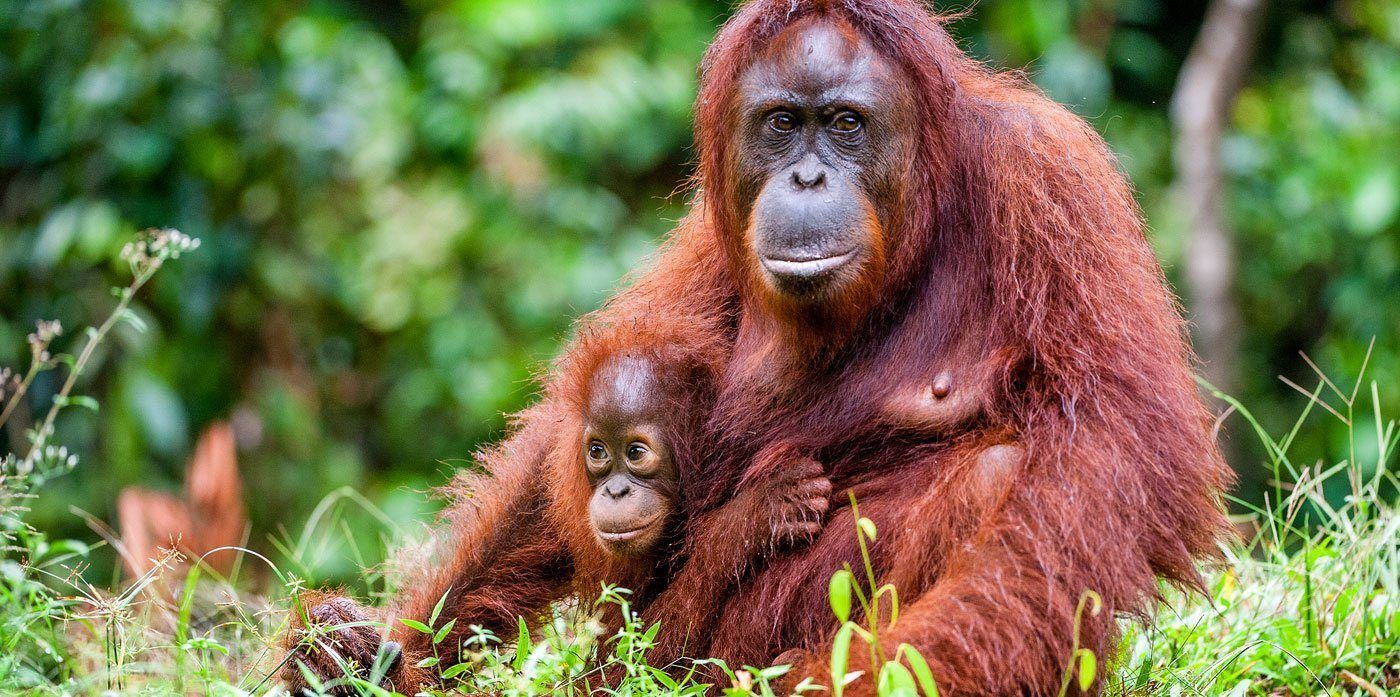  Orang outan  Wild For Life