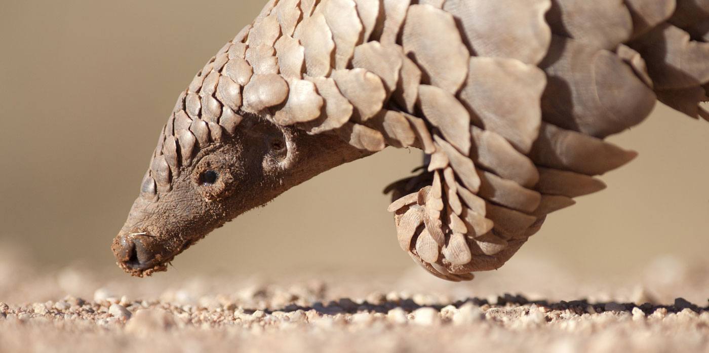 Pangolin | Wild For Life