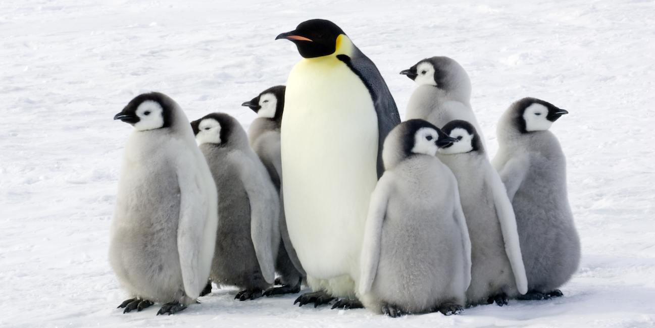 Пингвины очень сообразительные
