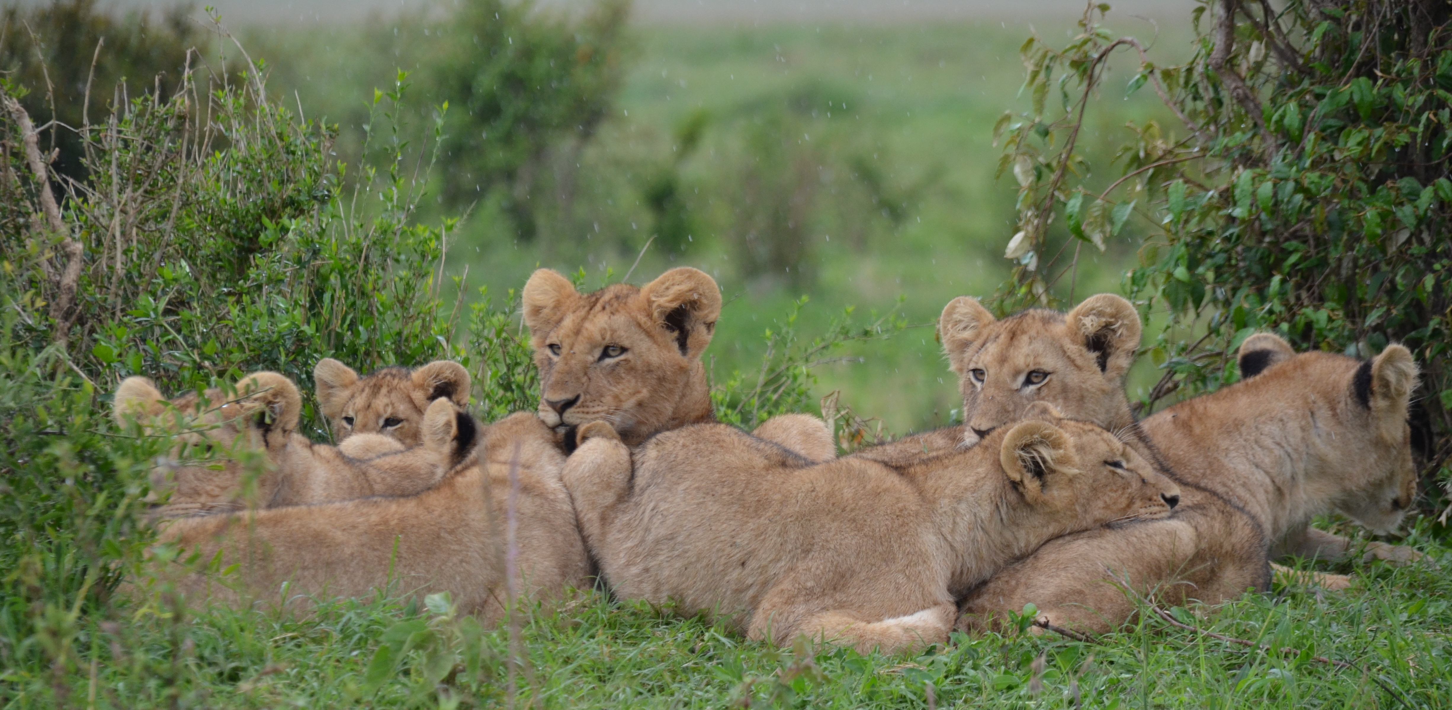 Lion In The Wild