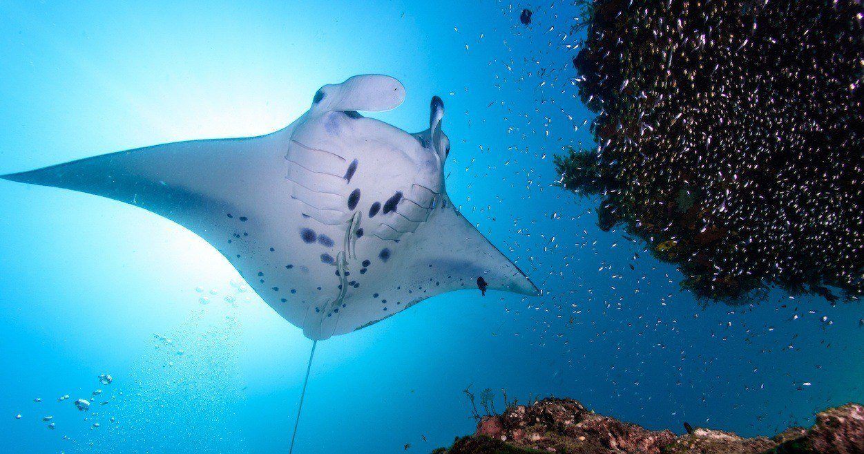 New Study Makes Big Splash in Manta Ray Conservation, Nature and Wildlife