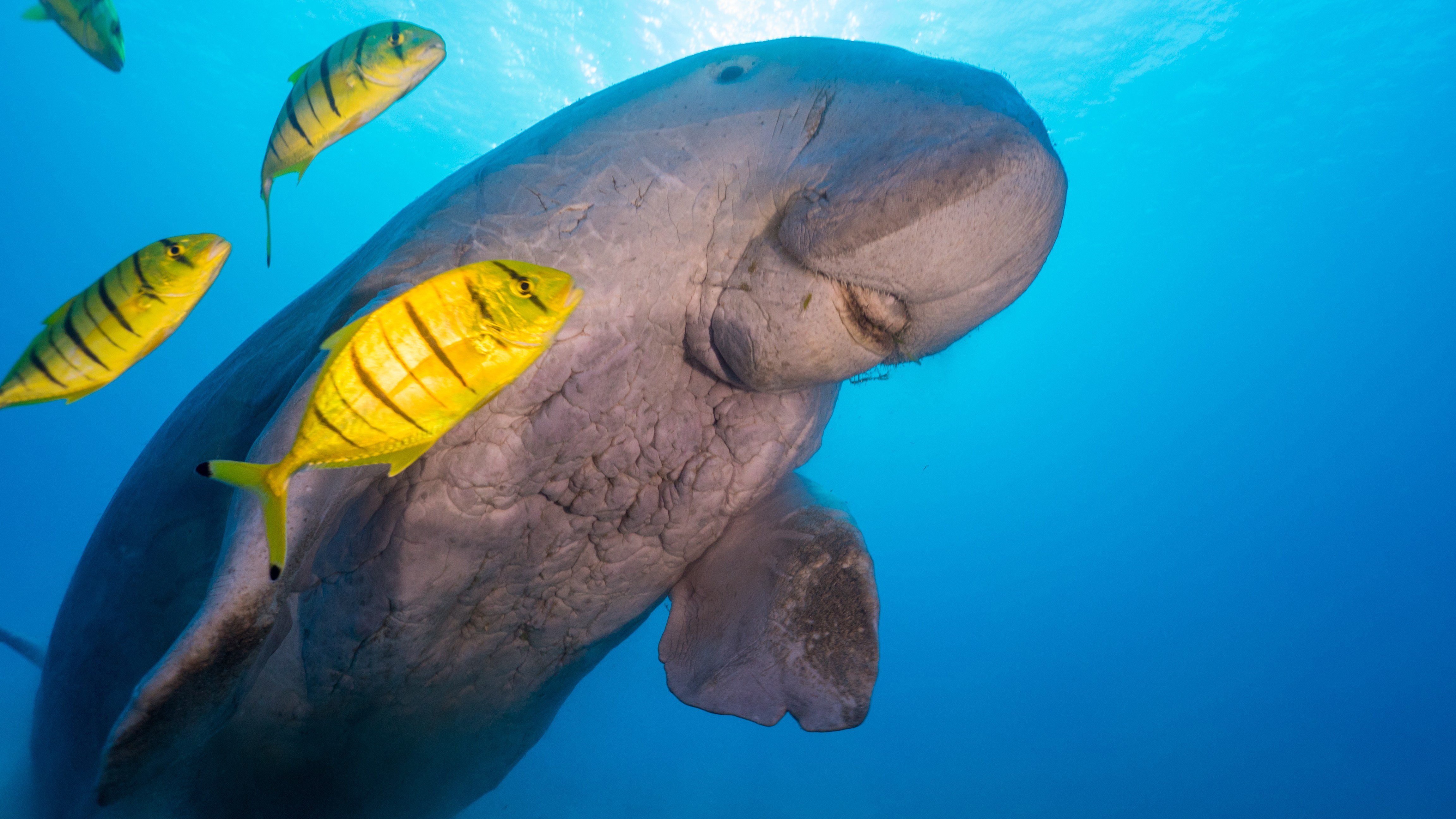 Dugong Wild For Life