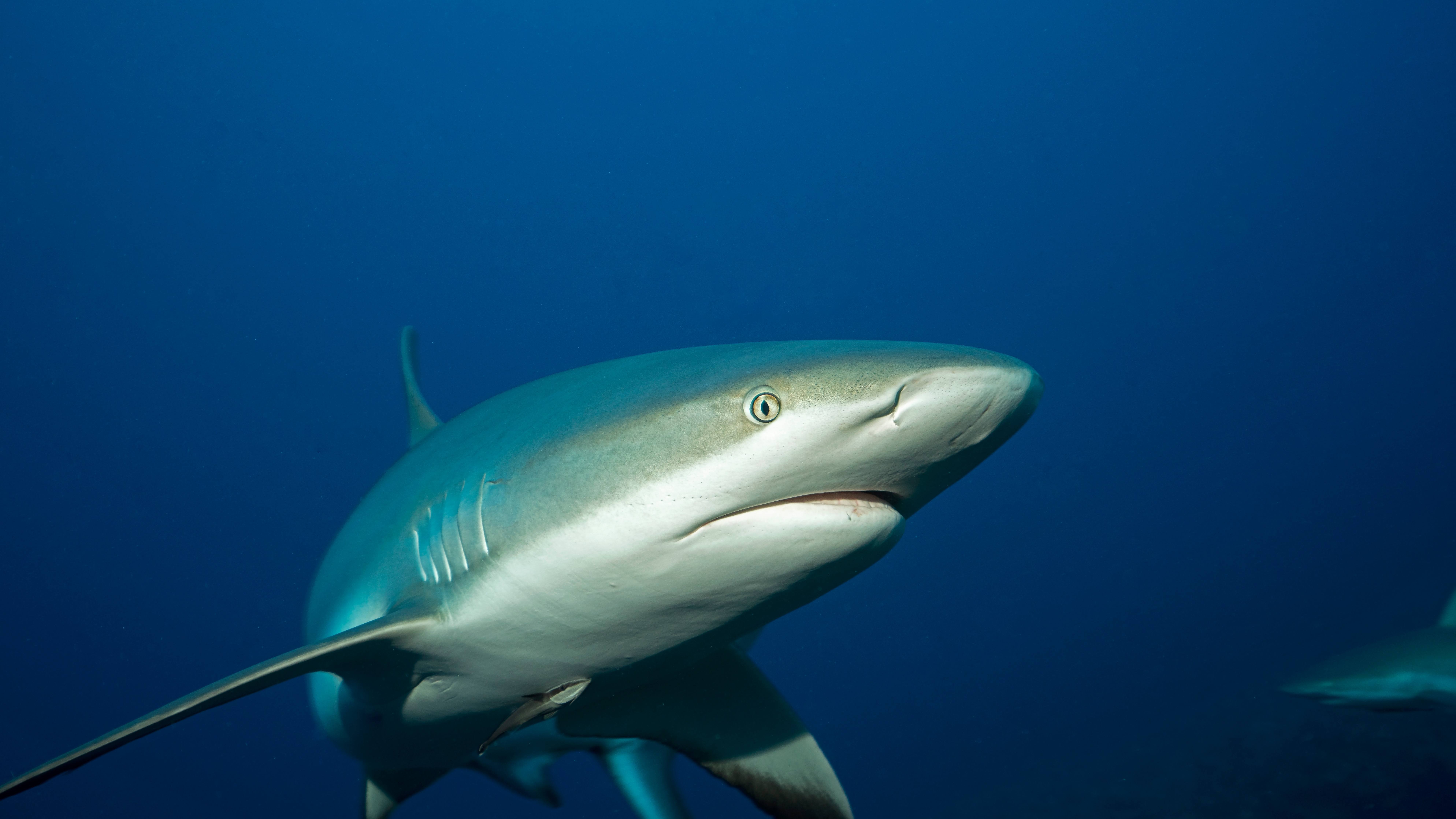 Khám phá thông tin về loài Cá Mập Lụa của đại dương