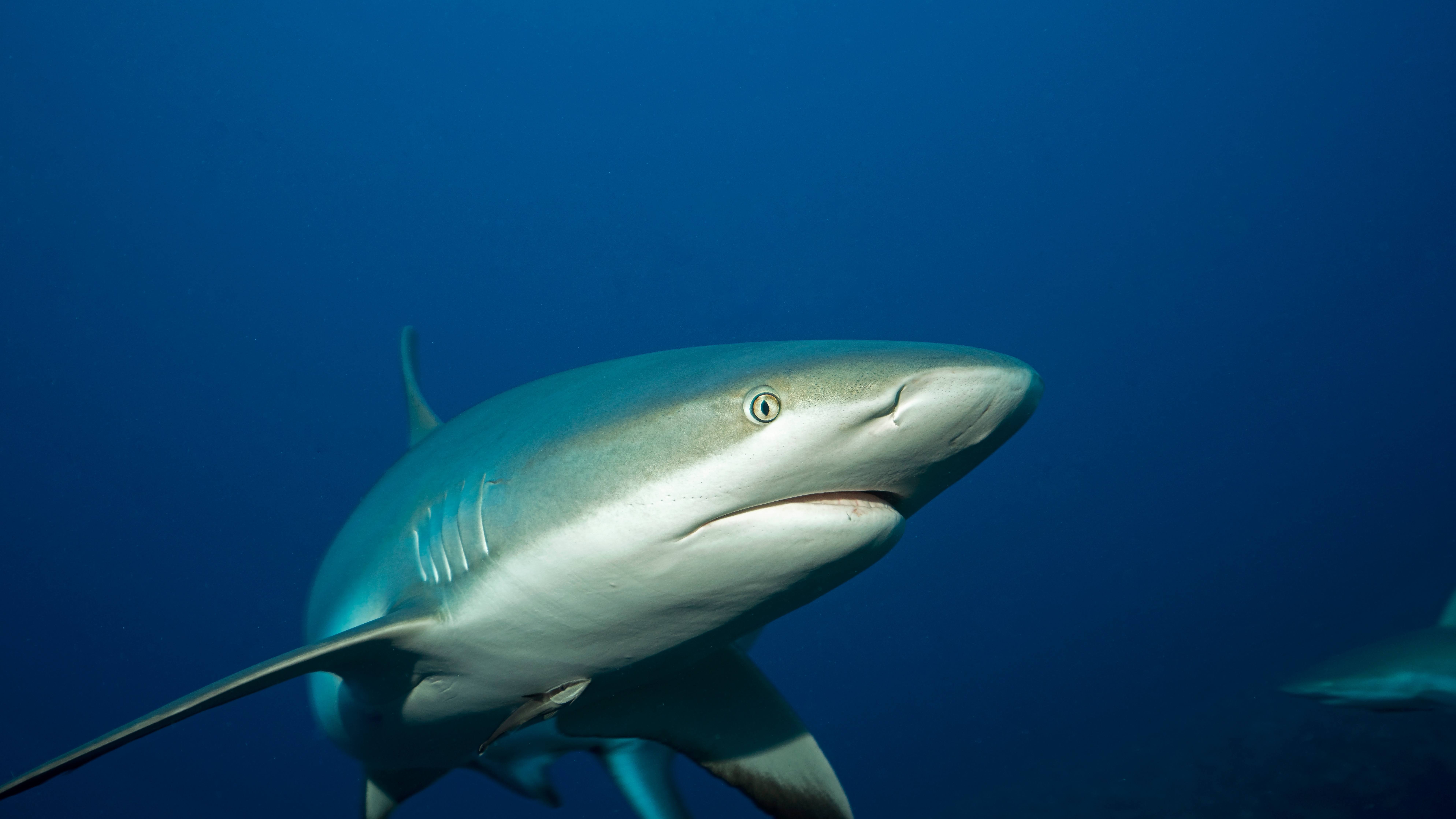 Silky Shark