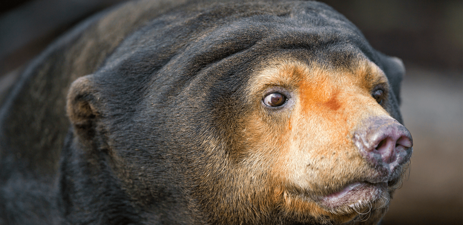 Малайский медведь | Wild For Life