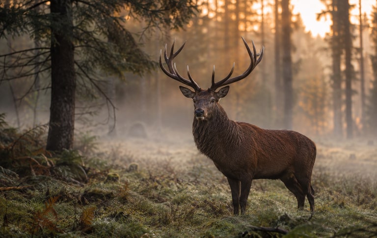 A red deer in a misty forest clearing in its natural habitat