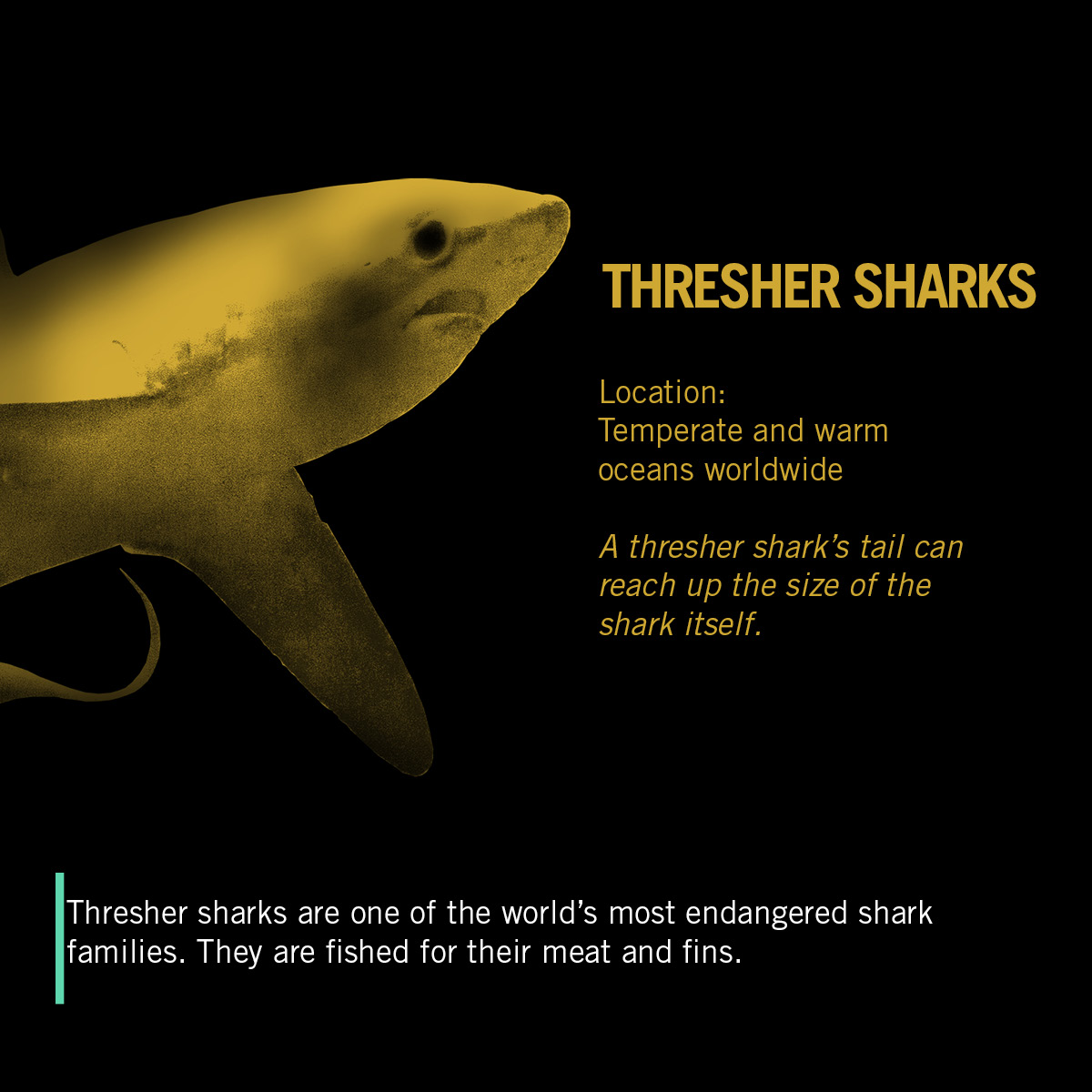 أسماك القرش الدرّاس Thresher_shark_infographic